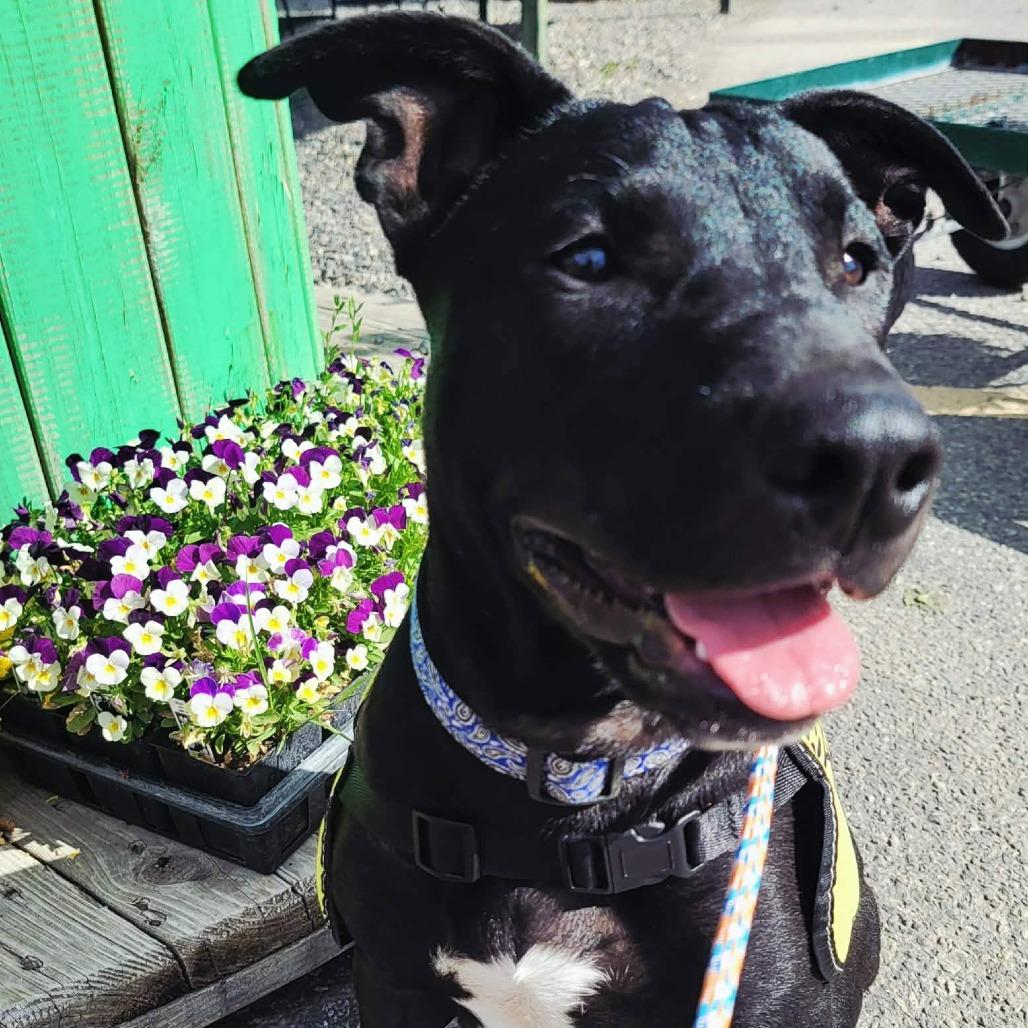 Zion, a Adoptable mixed breed in West Richland, WA image 2/5
