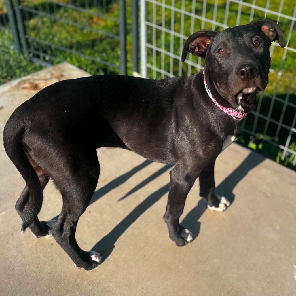 Zion, a Adoptable mixed breed in West Richland, WA image 4/5