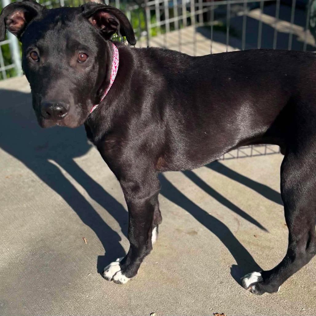 Zion, a Adoptable mixed breed in West Richland, WA image 5/5