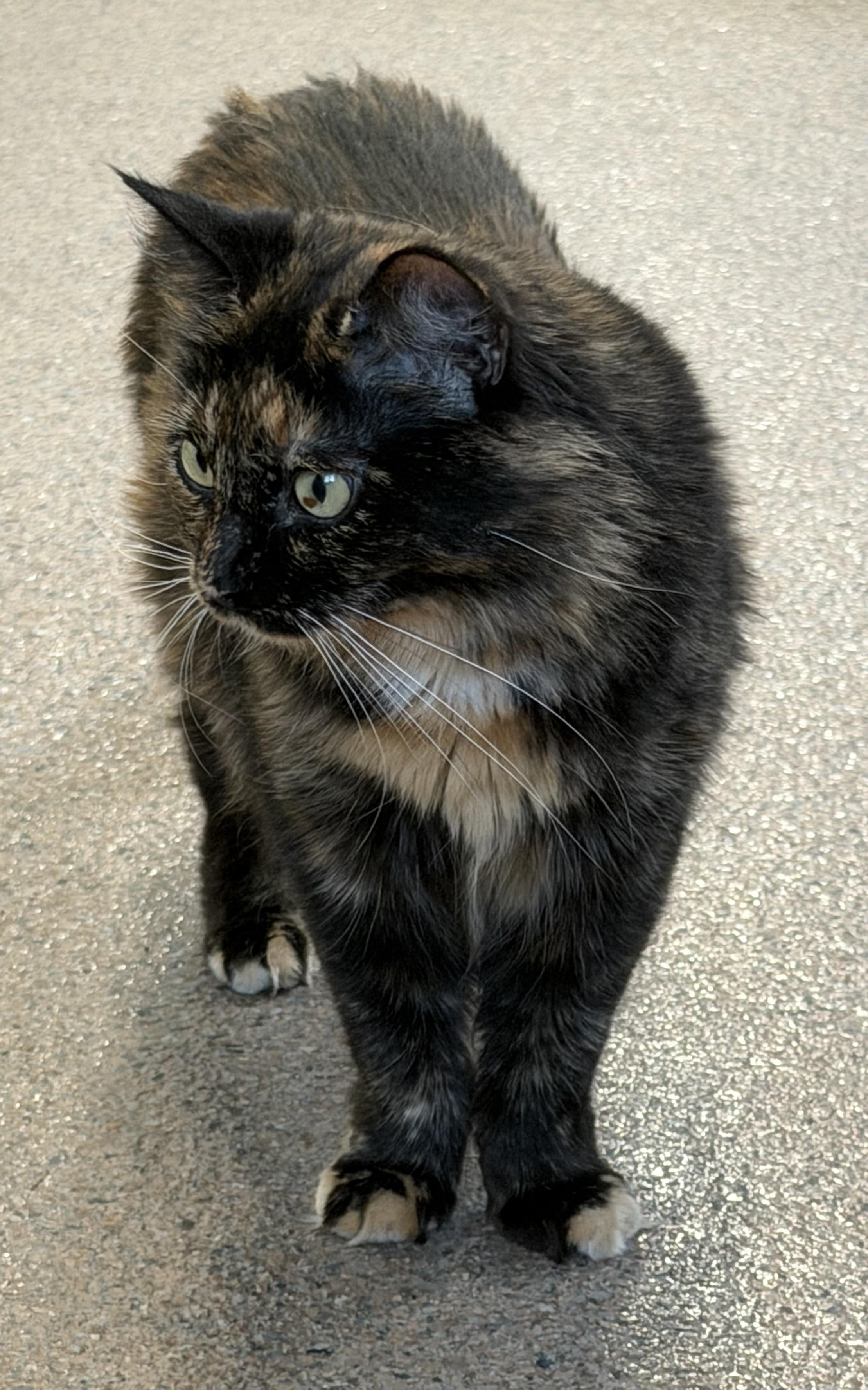 Luna, ADOPTABLE, Young Female Domestic Medium Hair.