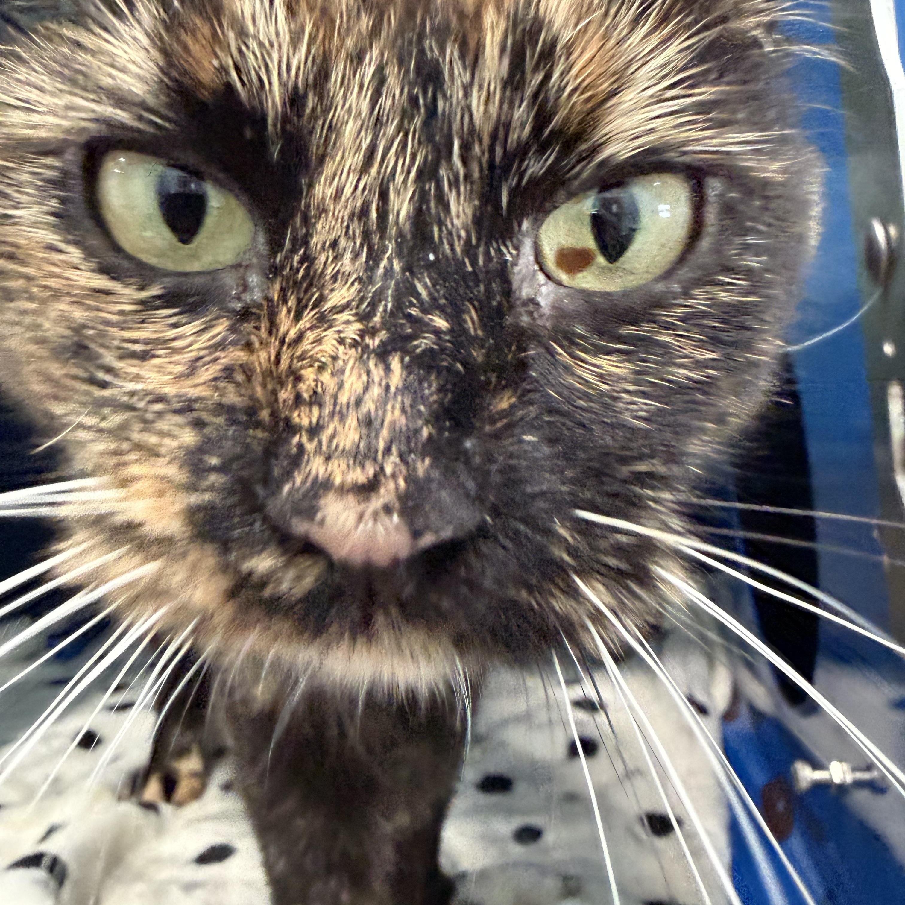 Enlarge Luna, a ADOPTABLE Domestic Medium Hair in Sault Sainte Marie, MI image 4/5