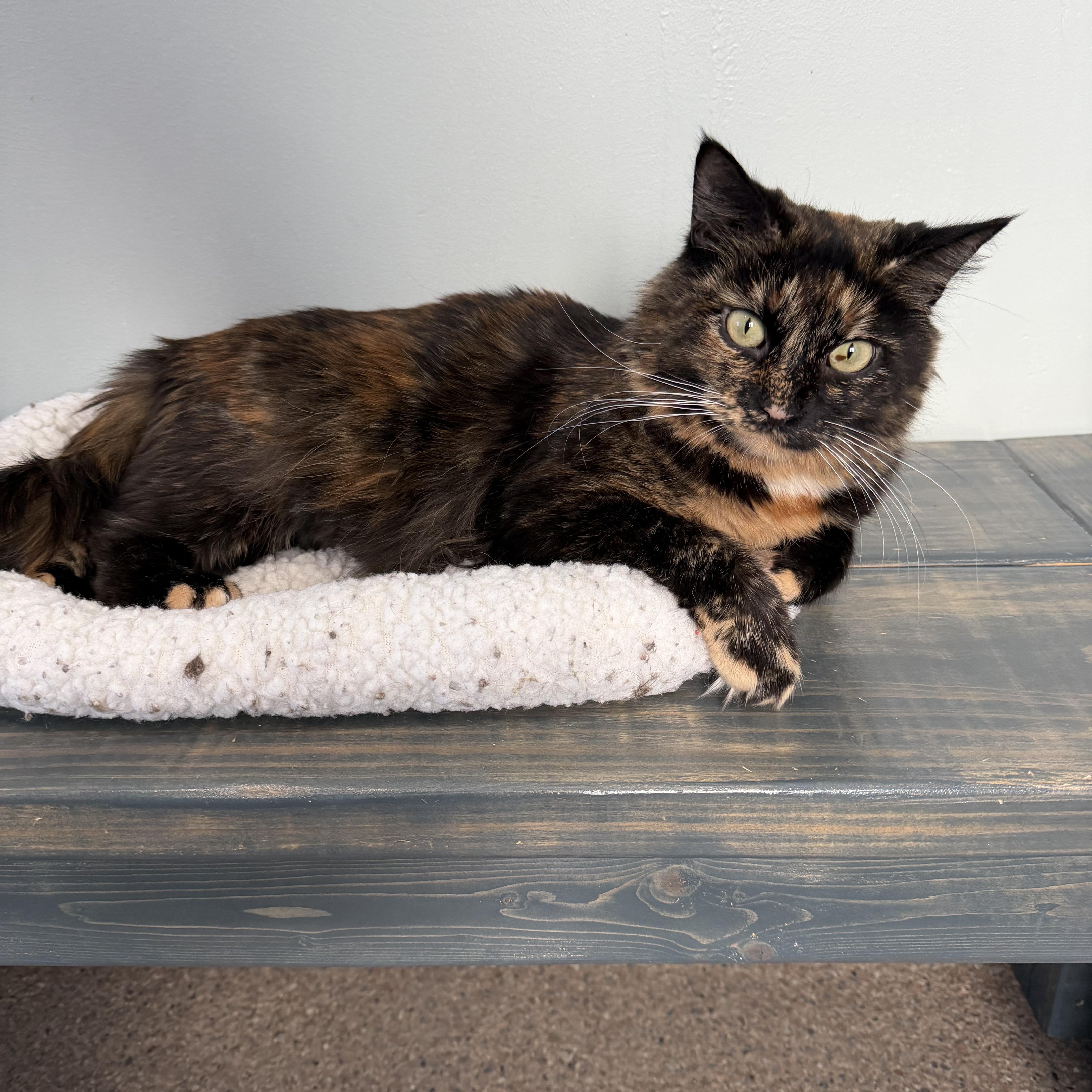 Enlarge Luna, a ADOPTABLE Domestic Medium Hair in Sault Sainte Marie, MI image 5/5
