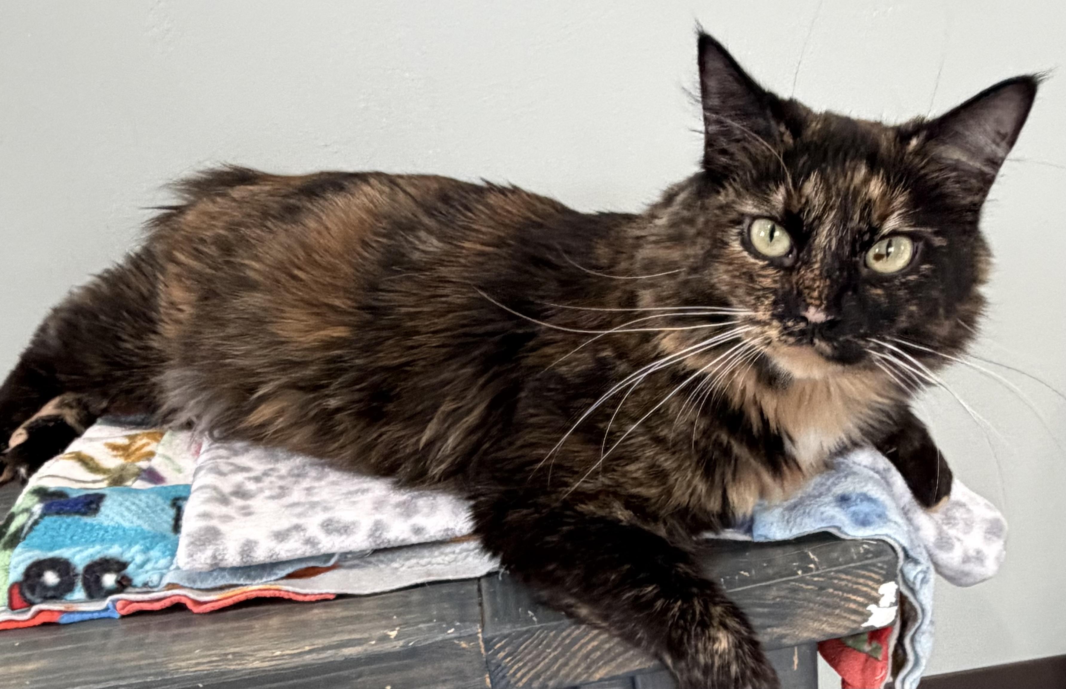 Enlarge Luna, a ADOPTABLE Domestic Medium Hair in Sault Sainte Marie, MI image 6/6