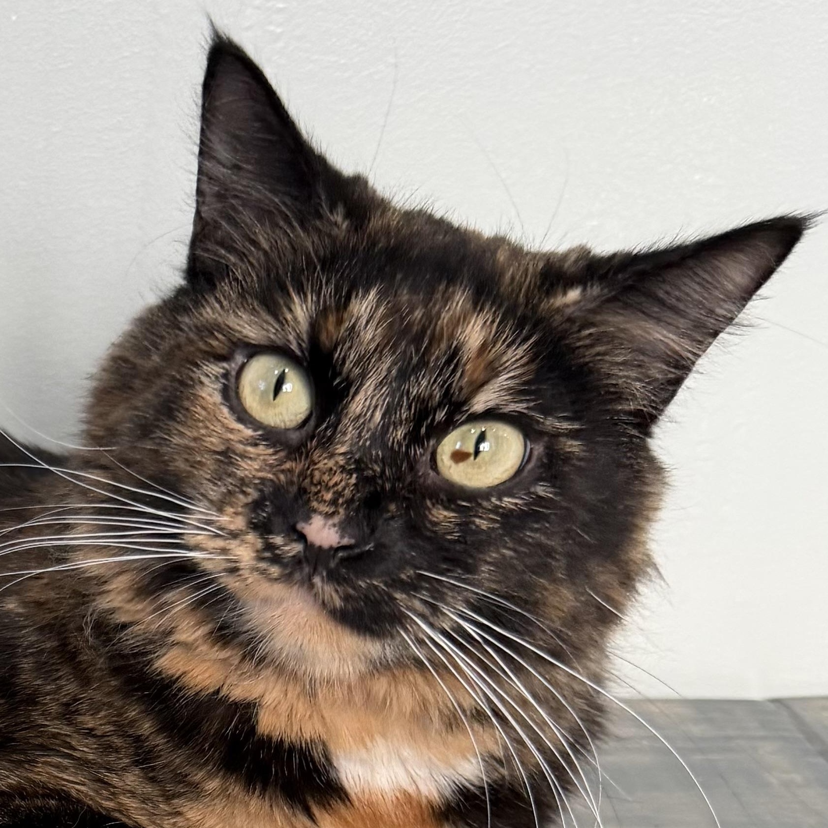 Luna, ADOPTABLE, Young Female Domestic Medium Hair.