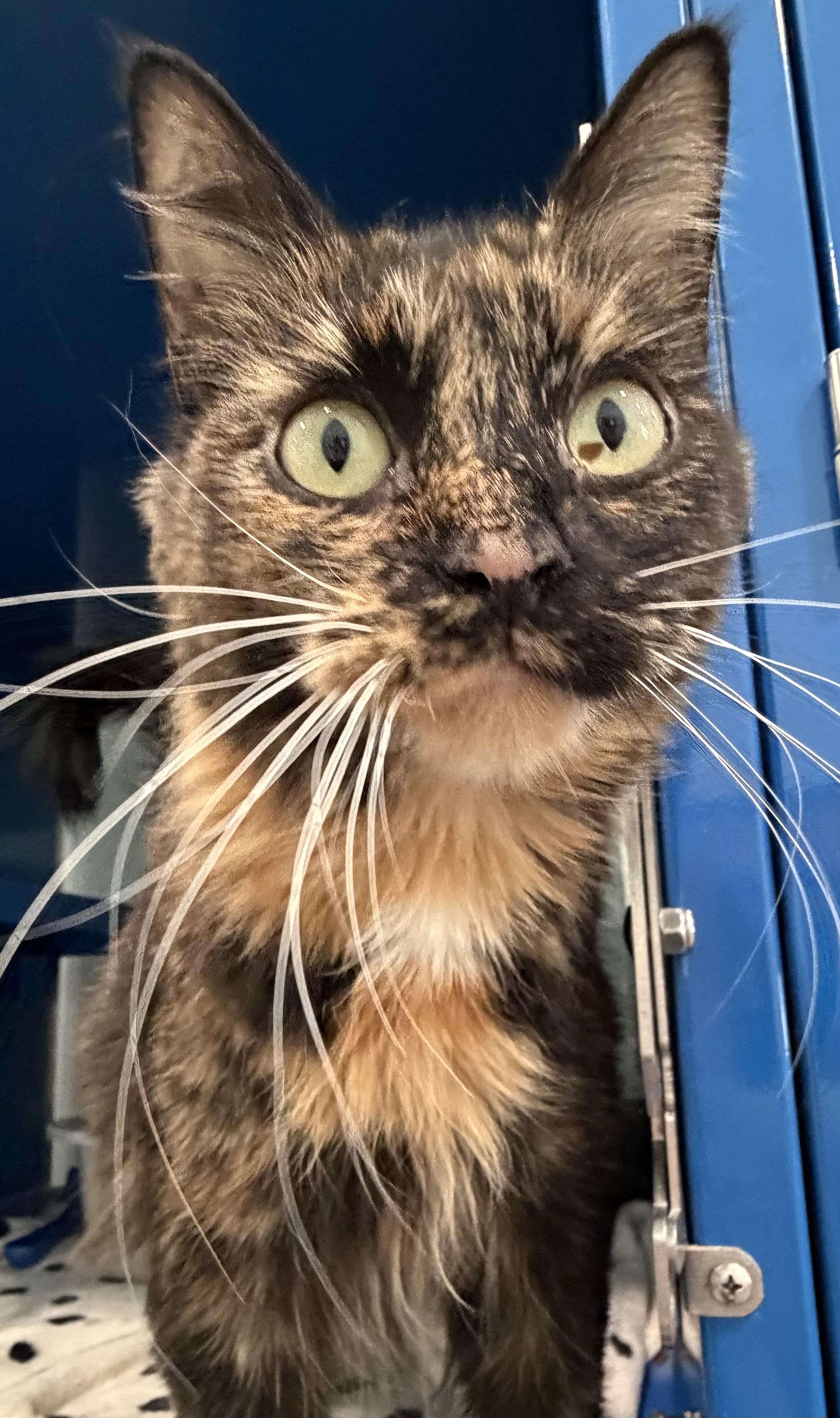 Enlarge Luna, a ADOPTABLE Domestic Medium Hair in Sault Sainte Marie, MI image 3/5