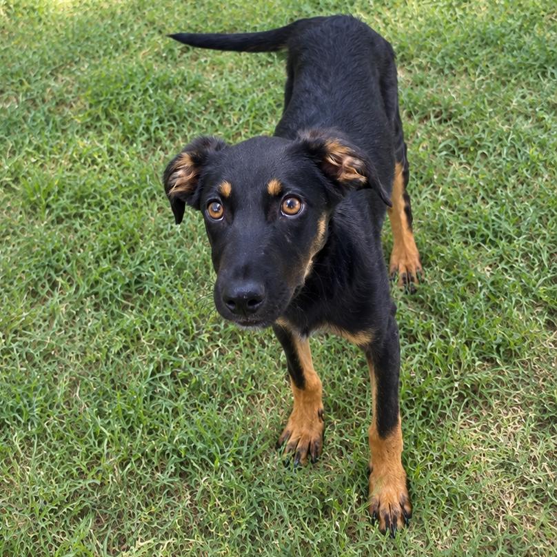 Lily, Adoptable, Puppy Female Retriever & Mixed Breed.