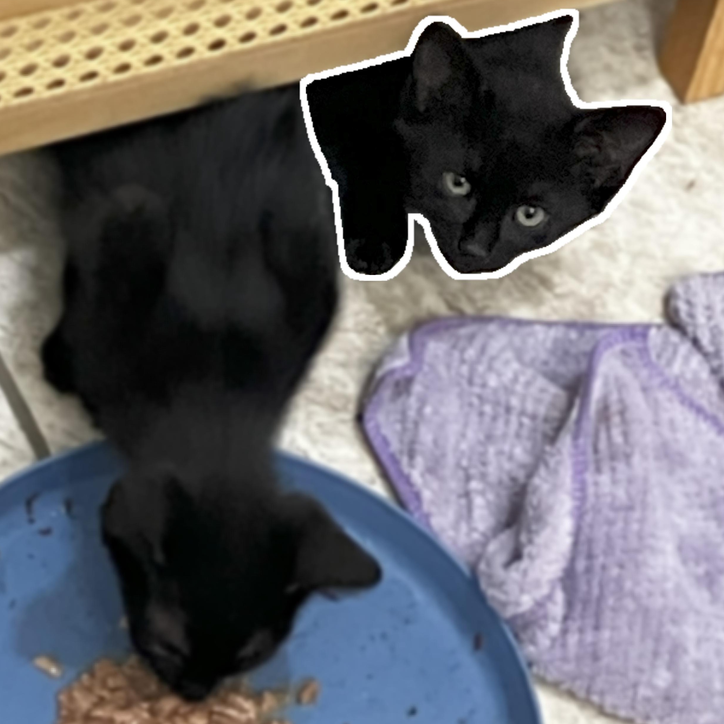 Enlarge MicroBat (MF), a Adopted Domestic Short Hair in Huddleston, VA image 3/4