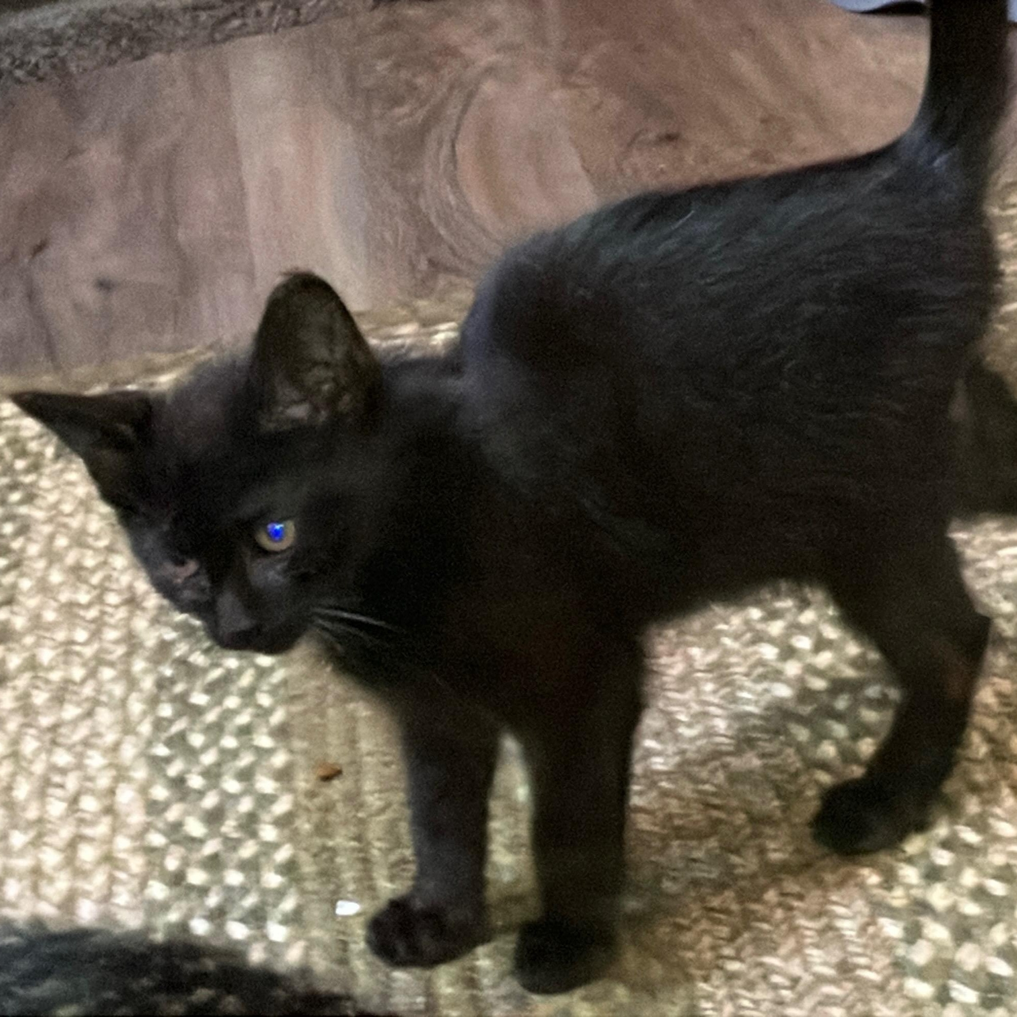 Enlarge MicroBat (MF), a Adopted Domestic Short Hair in Huddleston, VA image 2/4