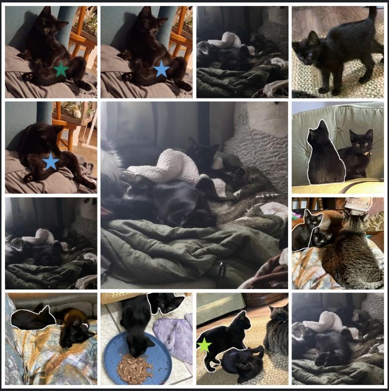 MicroBat (MF), Adopted, Young Male Domestic Short Hair.