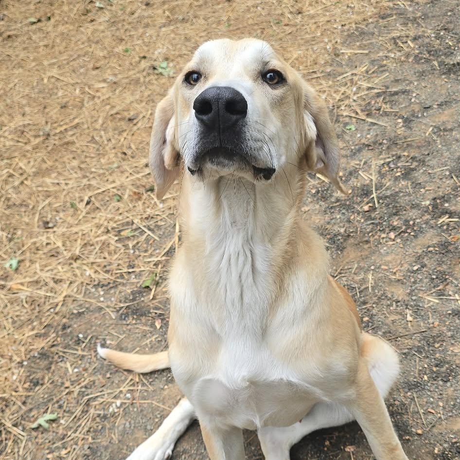 Enlarge Graham, an adoptable mixed breed in Orange, VA image 2/6