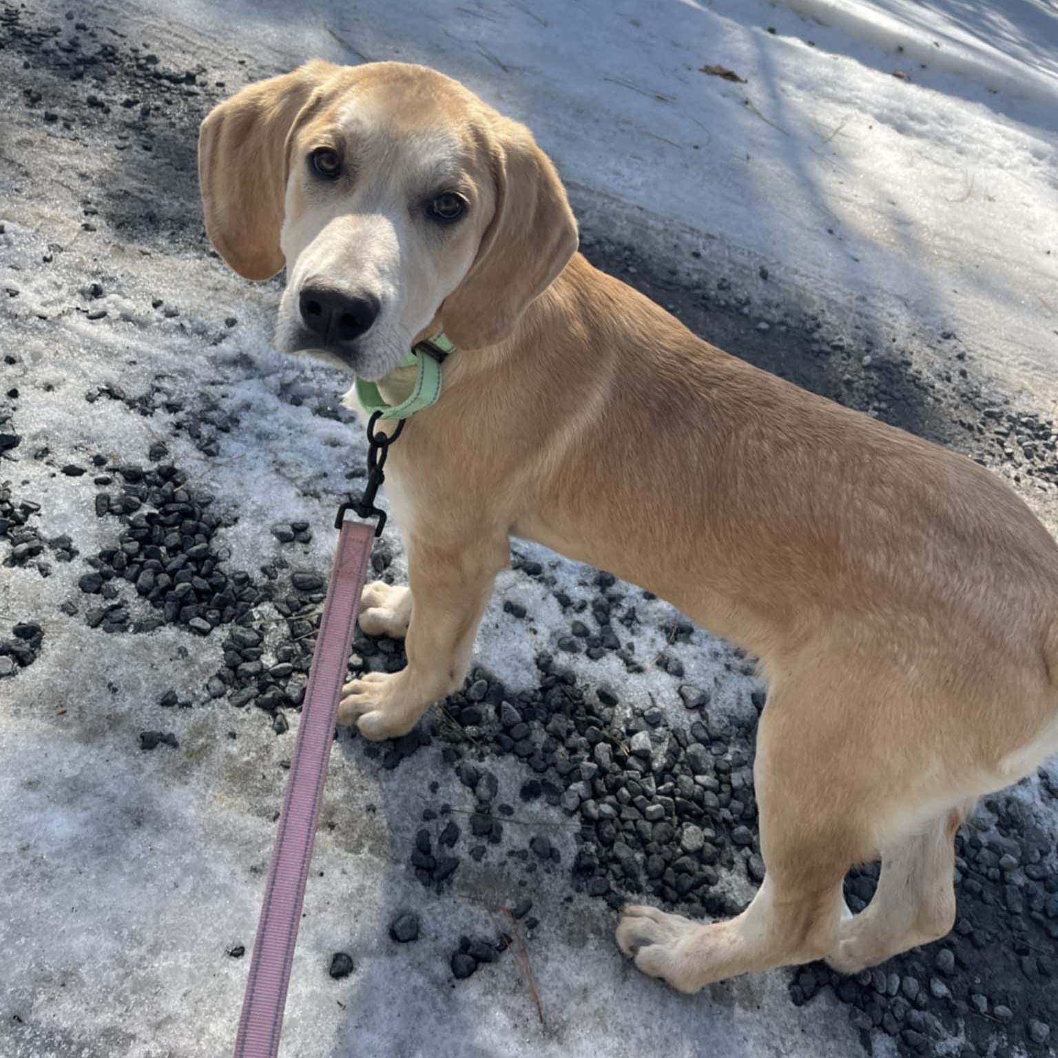 Enlarge Graham, an adoptable mixed breed in Orange, VA image 4/6