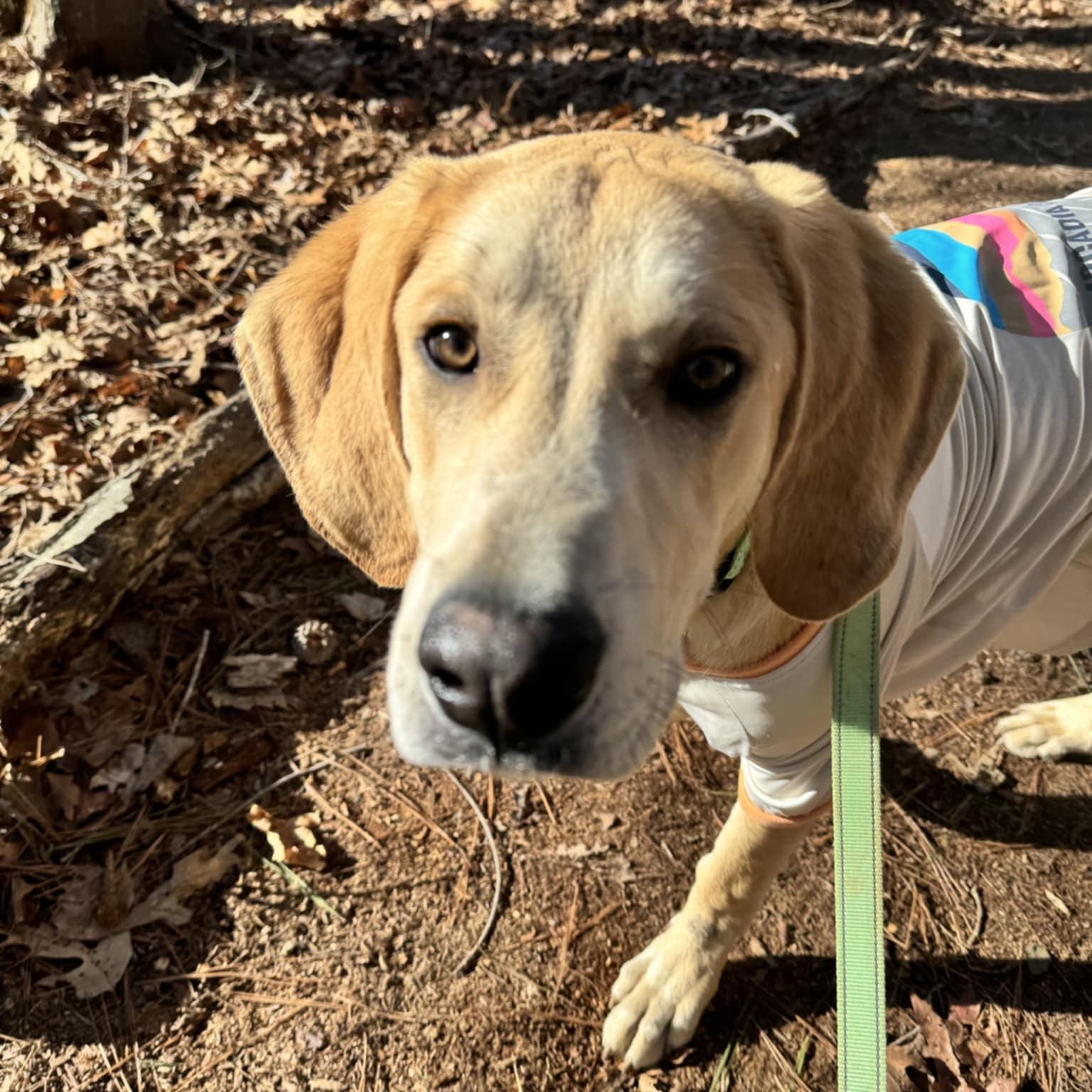 Enlarge Graham, an adoptable mixed breed in Orange, VA image 3/6