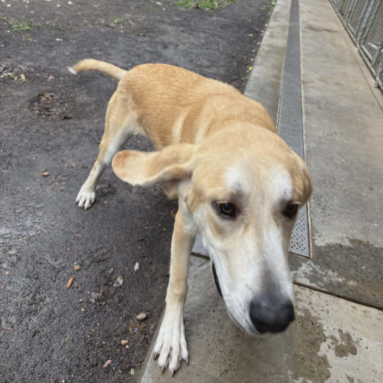 Enlarge Graham, an adoptable mixed breed in Orange, VA image 6/6