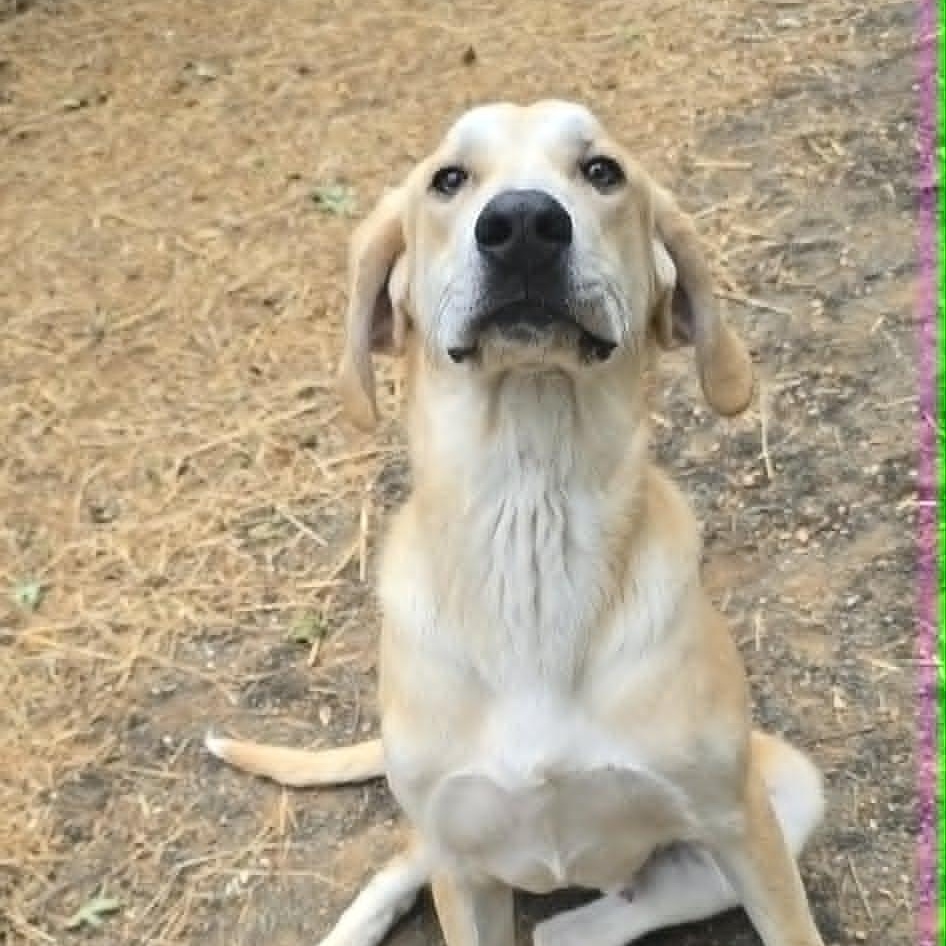Enlarge Graham, an adoptable mixed breed in Orange, VA image 1/6