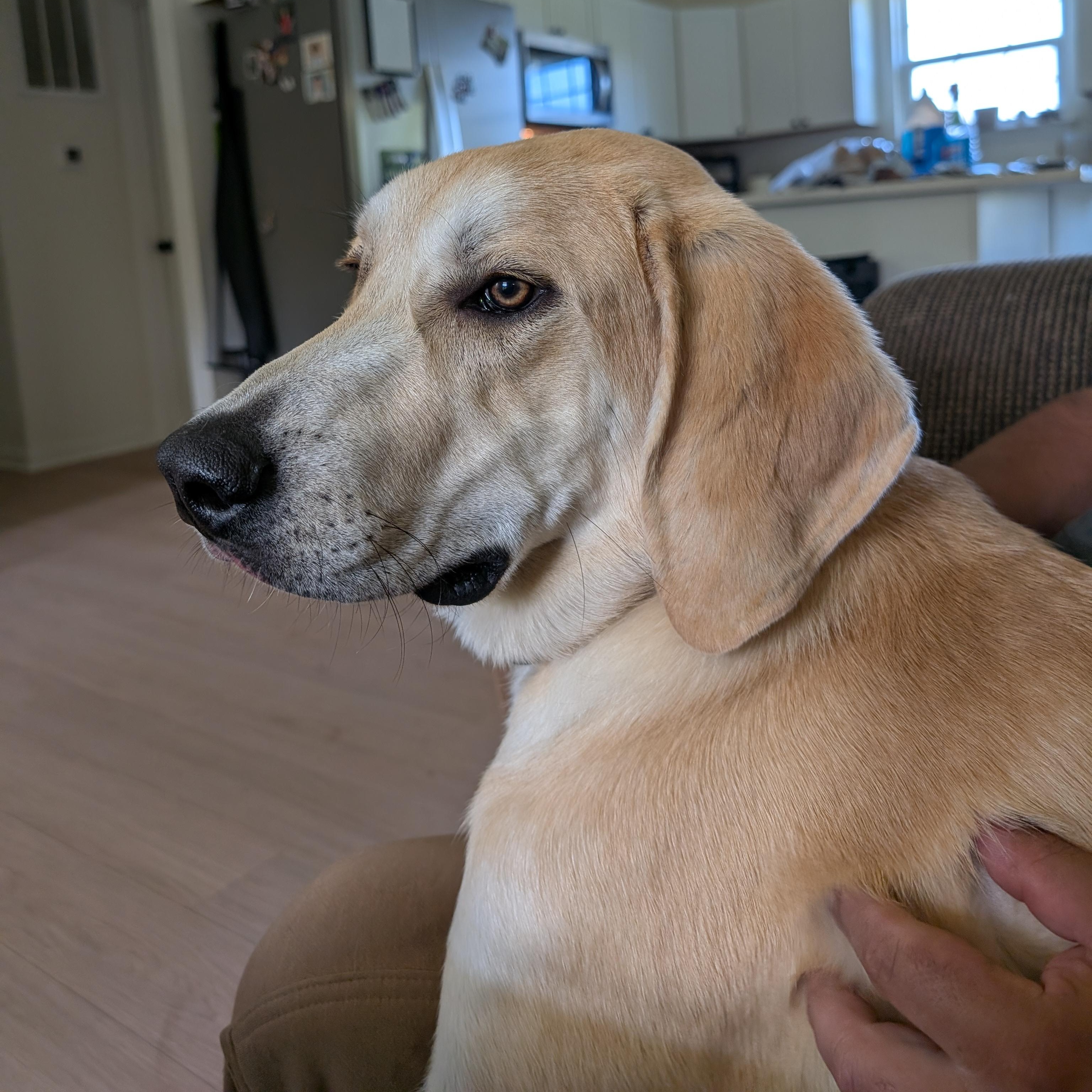 Enlarge Graham, an adoptable mixed breed in Orange, VA image 6/6