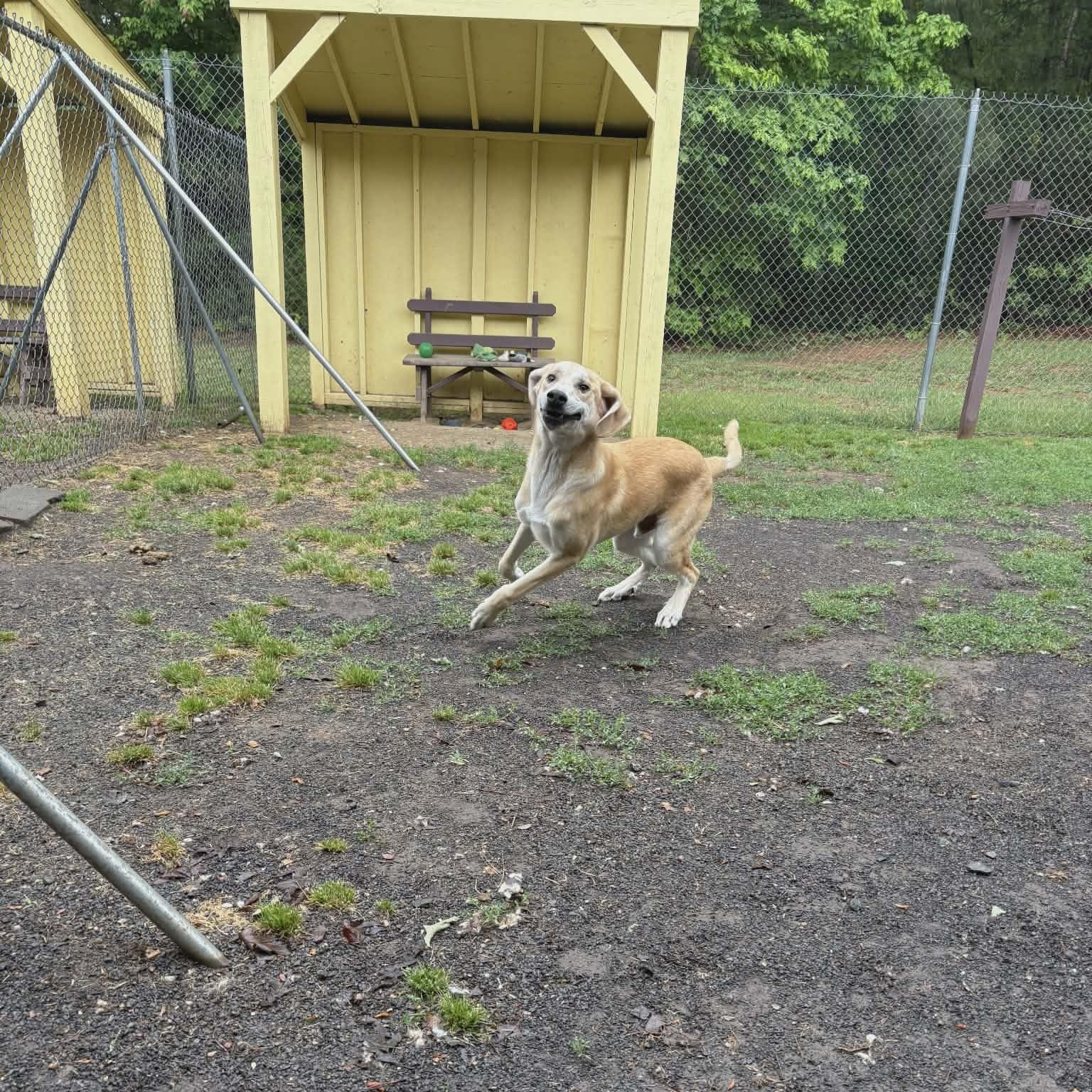 Enlarge Graham, an adoptable mixed breed in Orange, VA image 5/6