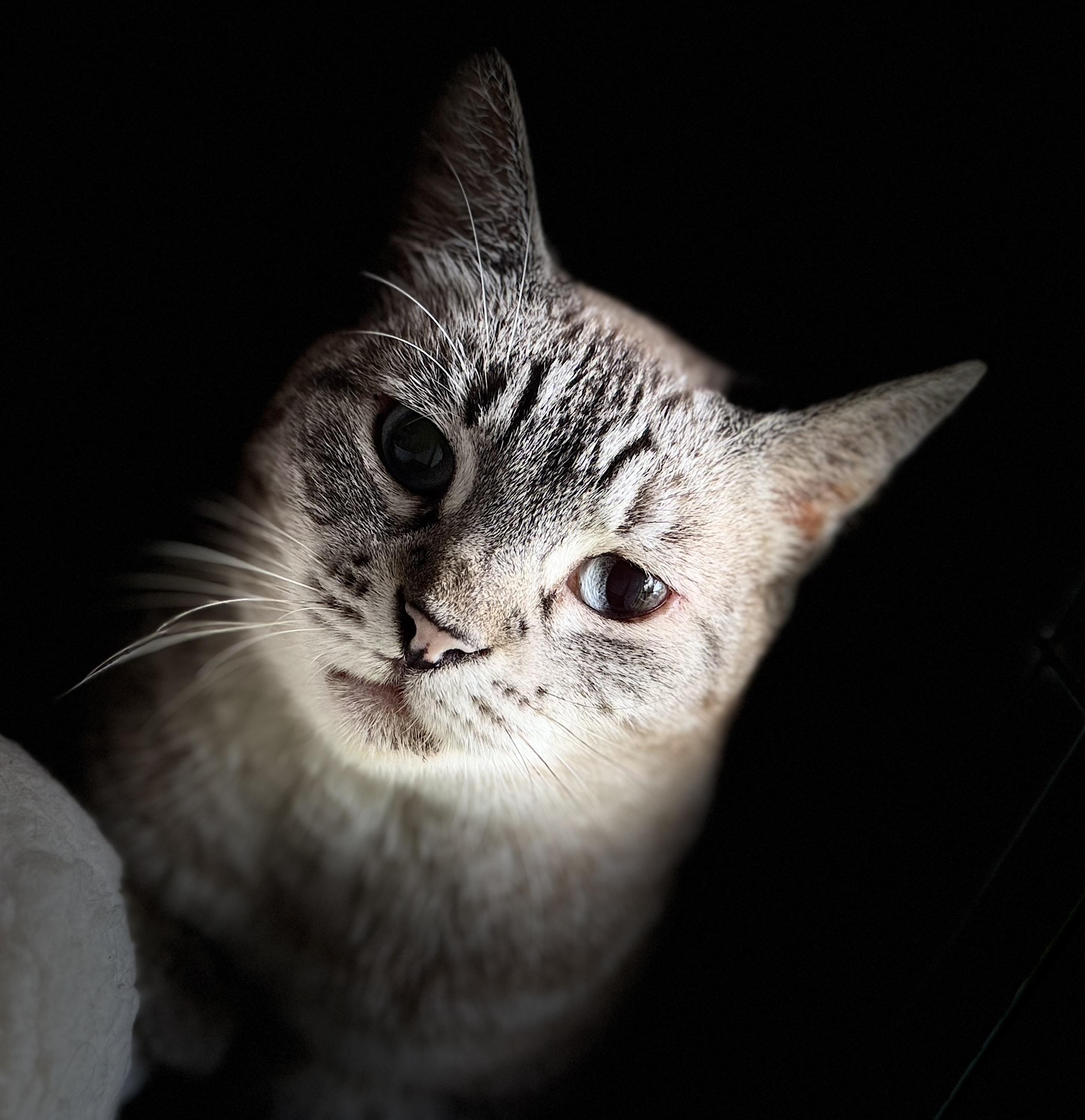 Ellie FIV+ photo 6