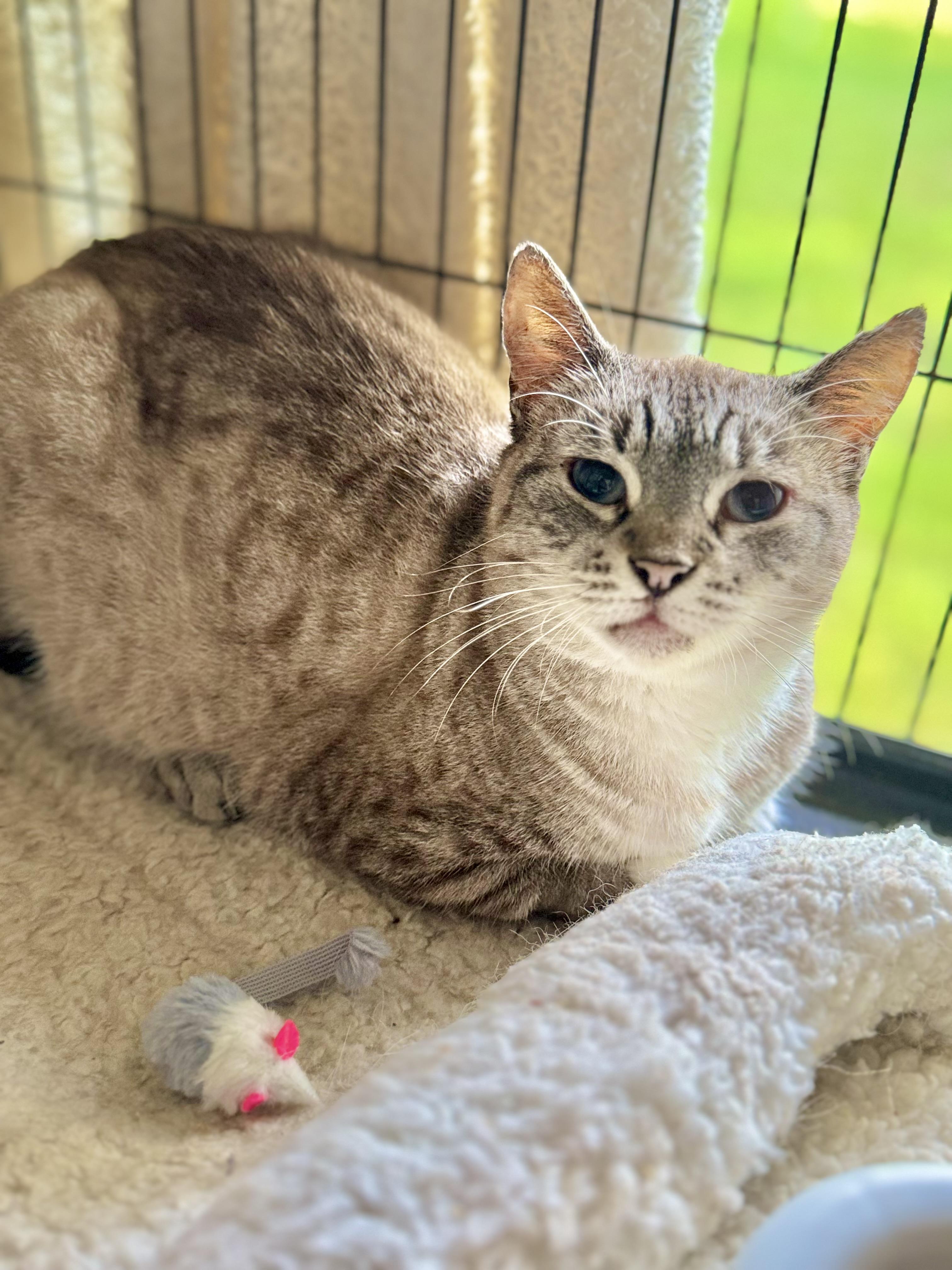Ellie FIV+ photo 4
