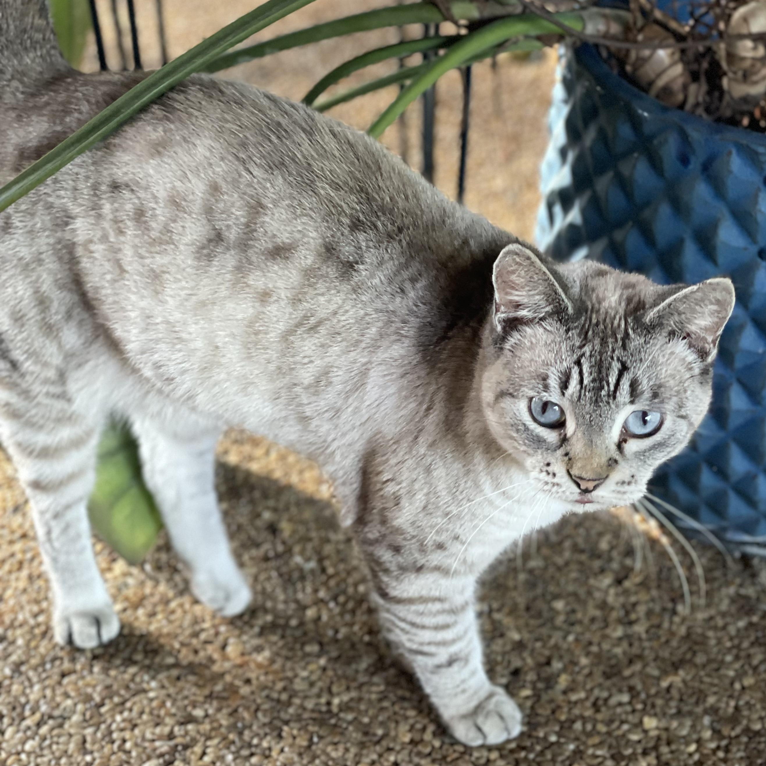 Ellie FIV+ photo 2