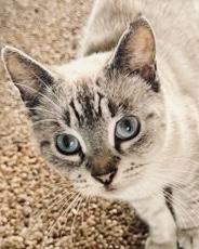 Ellie FIV+, Adult Female Siamese