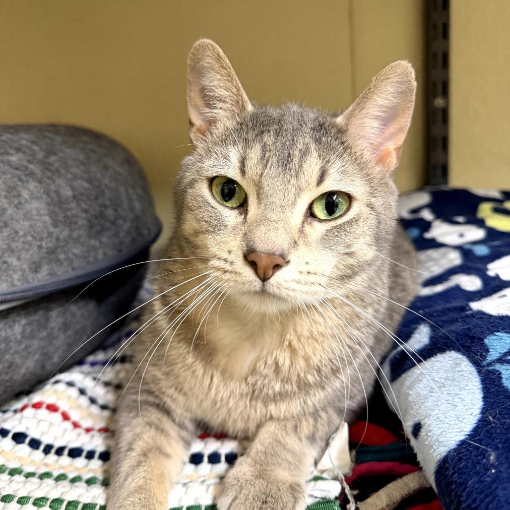 Star Crunch, Adoptable, Adult Female Domestic Short Hair.