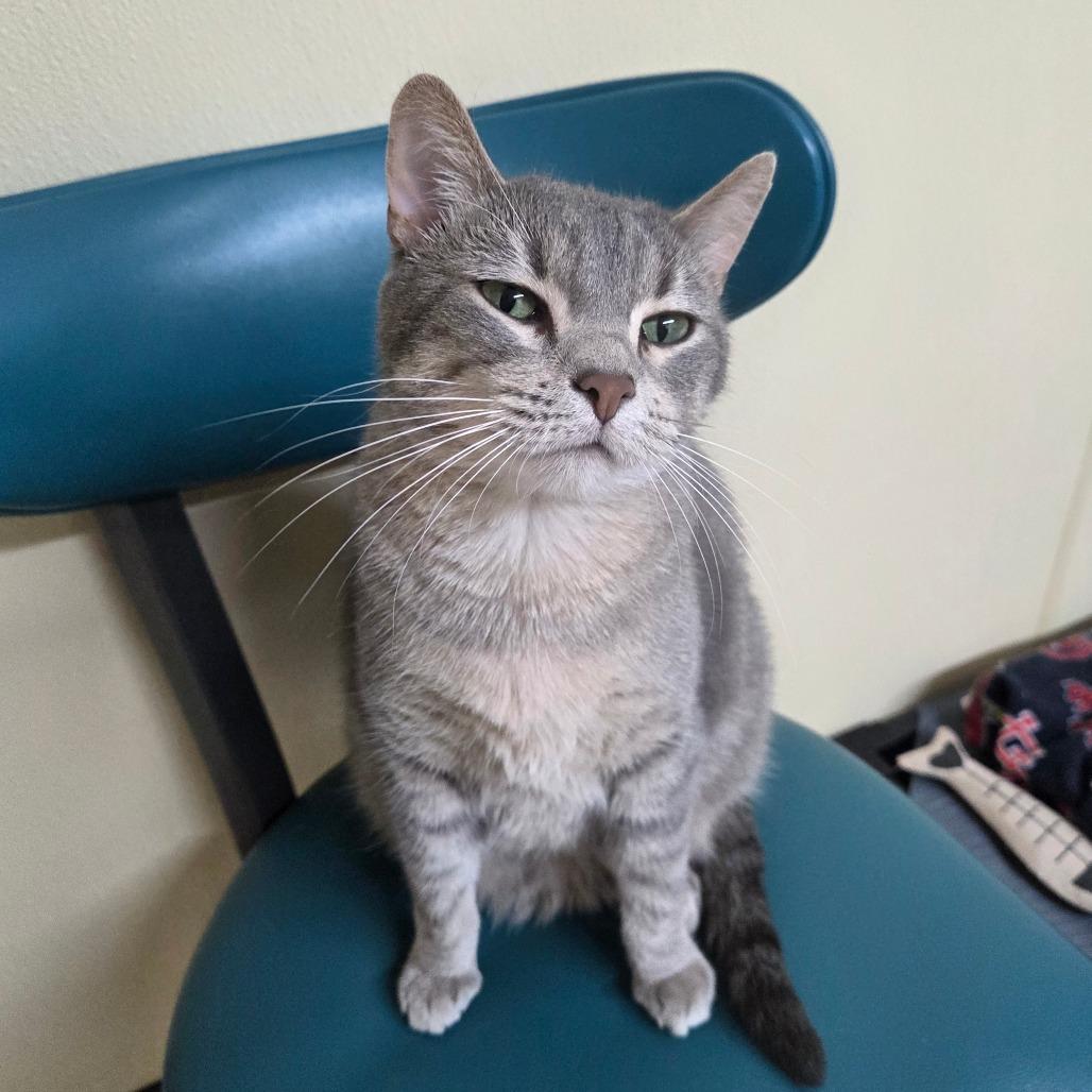 Star Crunch, a Adoptable Domestic Short Hair in Pontiac, IL image 2/6