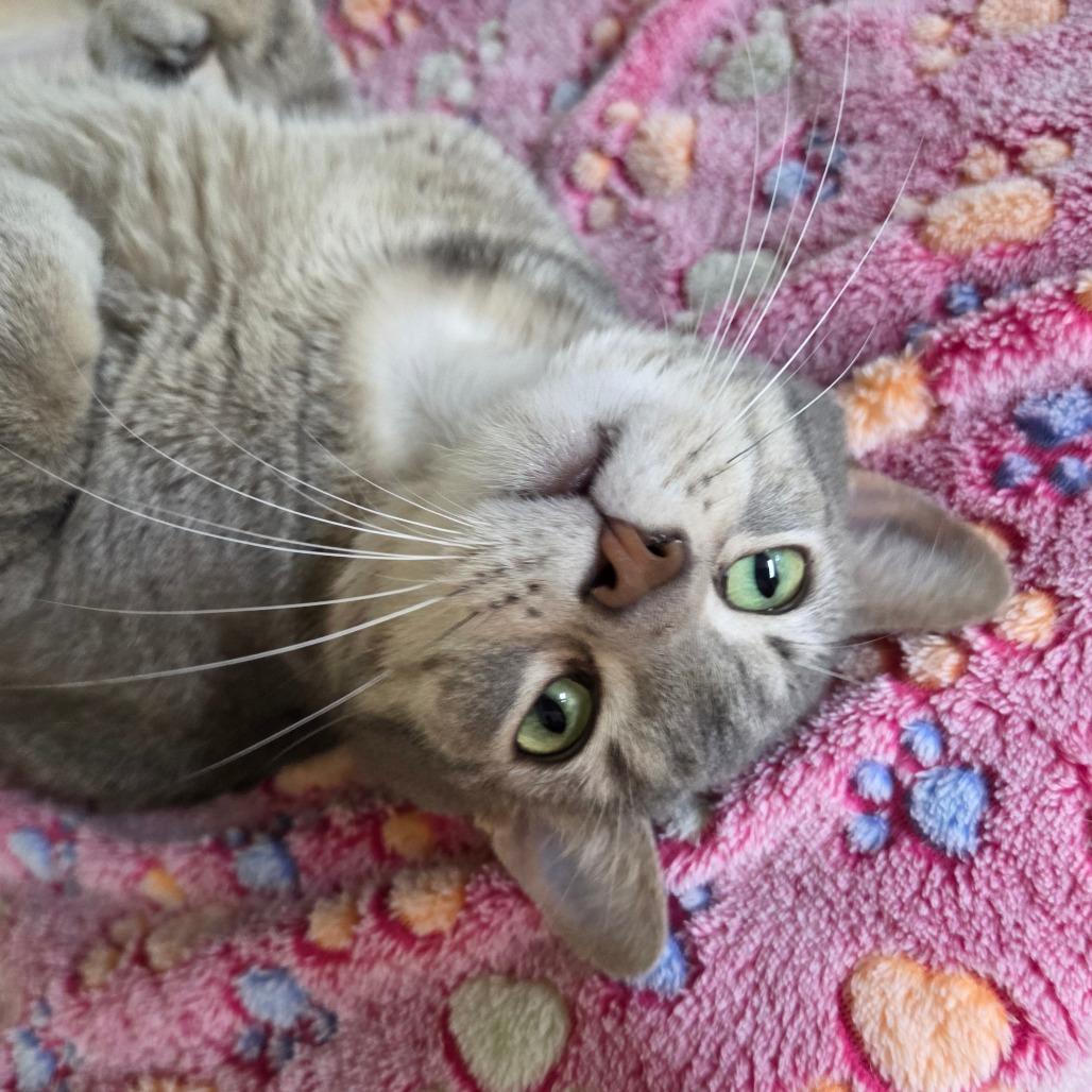Enlarge Star Crunch, a Adoptable Domestic Short Hair in Pontiac, IL image 1/6