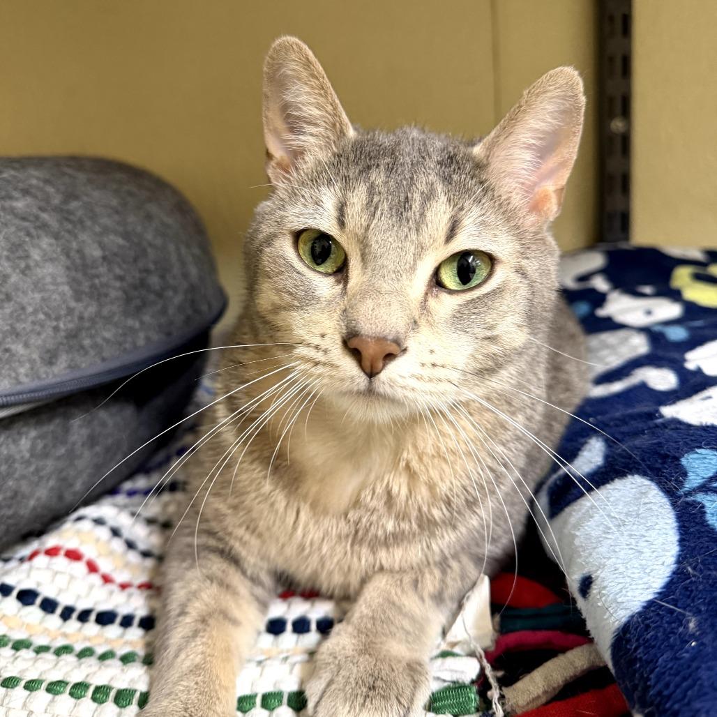 Enlarge Star Crunch, a Adoptable Domestic Short Hair in Pontiac, IL image 2/6