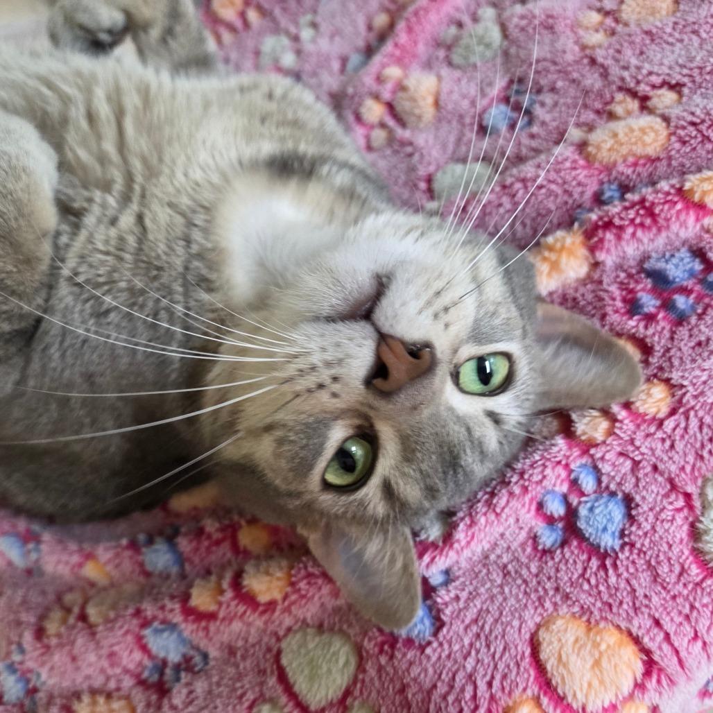 Star Crunch, a Adoptable Domestic Short Hair in Pontiac, IL image 3/6