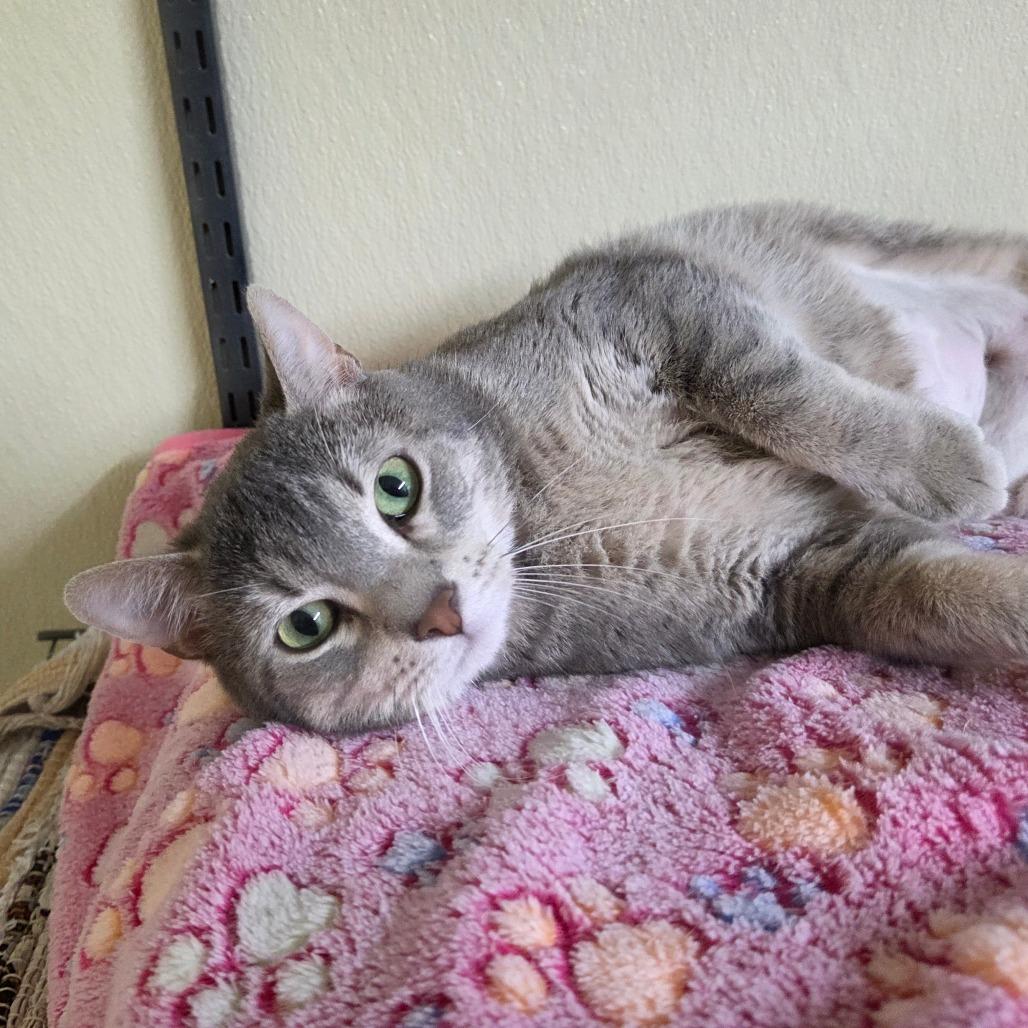Star Crunch, a Adoptable Domestic Short Hair in Pontiac, IL image 4/6