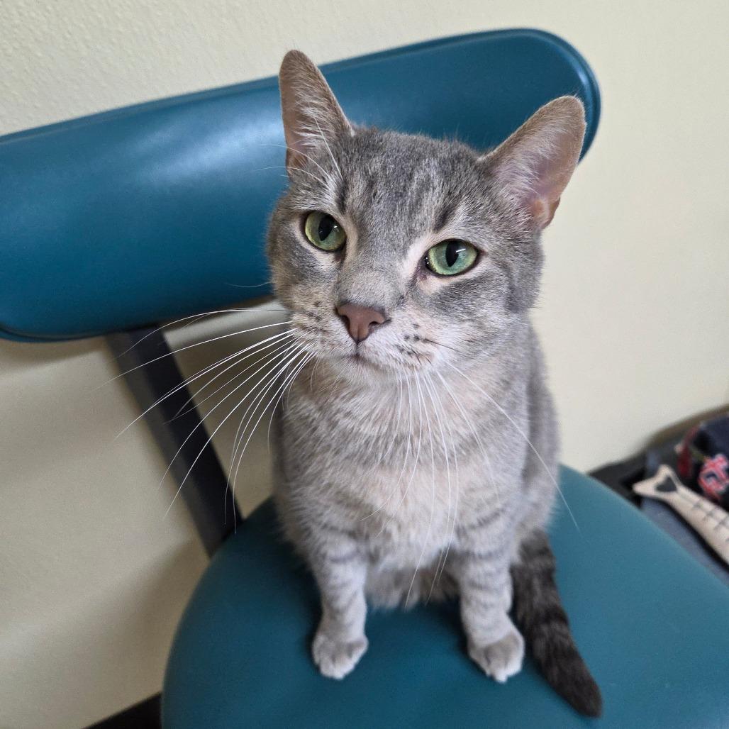 Star Crunch, a Adoptable Domestic Short Hair in Pontiac, IL image 5/6