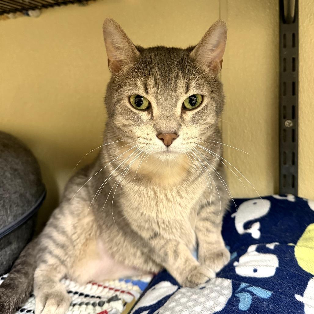 Enlarge Star Crunch, a Adoptable Domestic Short Hair in Pontiac, IL image 3/6