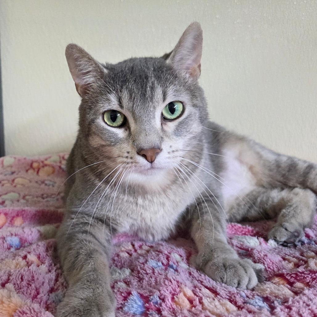 Enlarge Star Crunch, a Adoptable Domestic Short Hair in Pontiac, IL image 4/6
