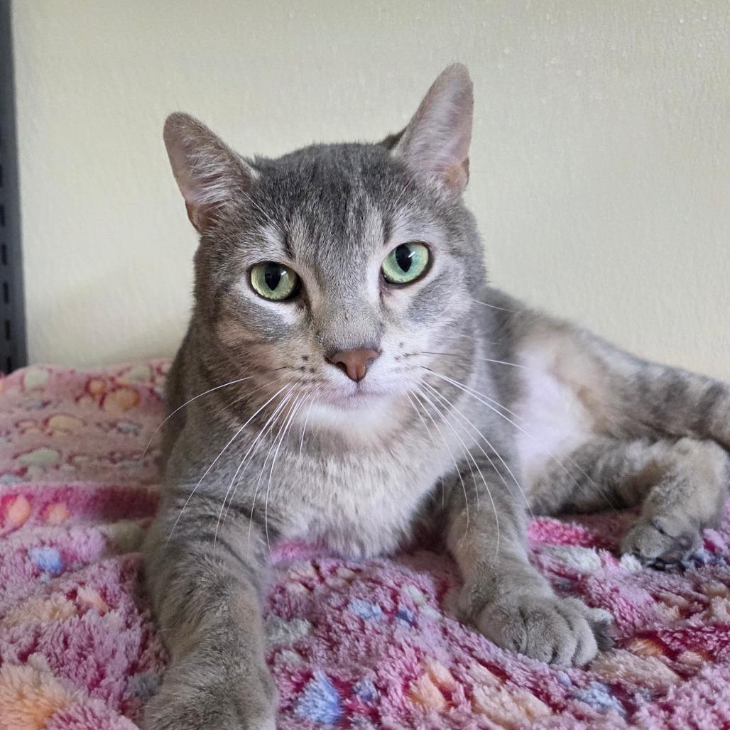 Star Crunch, a Adoptable Domestic Short Hair in Pontiac, IL image 6/6
