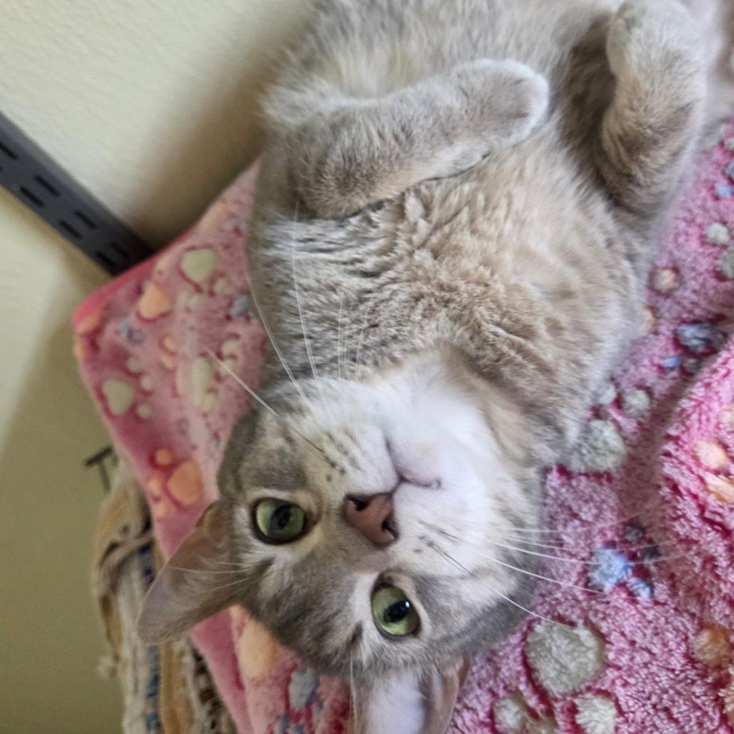 Enlarge Star Crunch, a Adoptable Domestic Short Hair in Pontiac, IL image 5/6