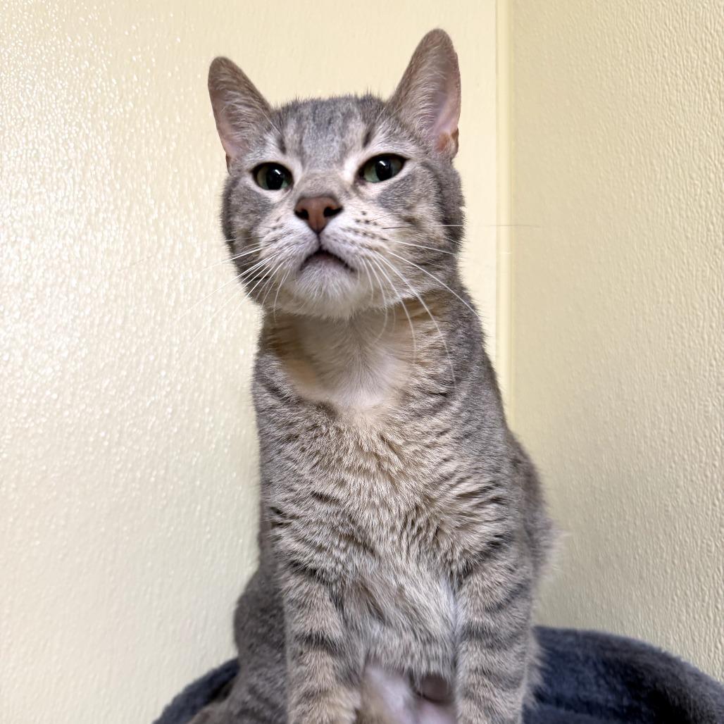 Enlarge Star Crunch, a Adoptable Domestic Short Hair in Pontiac, IL image 6/6