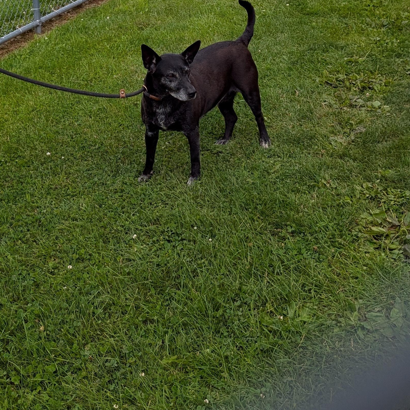 Enlarge 191547 Trixie LOOKING FOR OWNER, a ADOPTABLE mixed breed in Ravenna, OH image 4/5