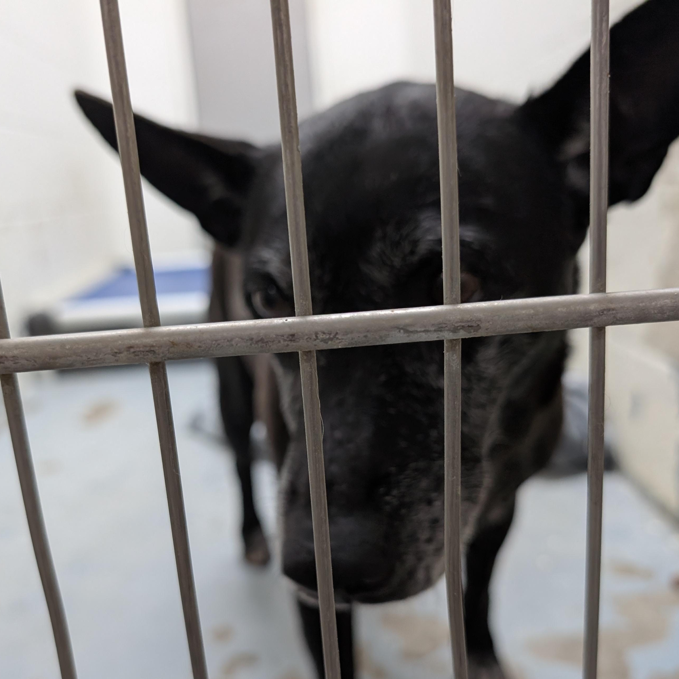 Enlarge 191547 LOOKING FOR OWNER, a ADOPTABLE mixed breed in Ravenna, OH image 5/5
