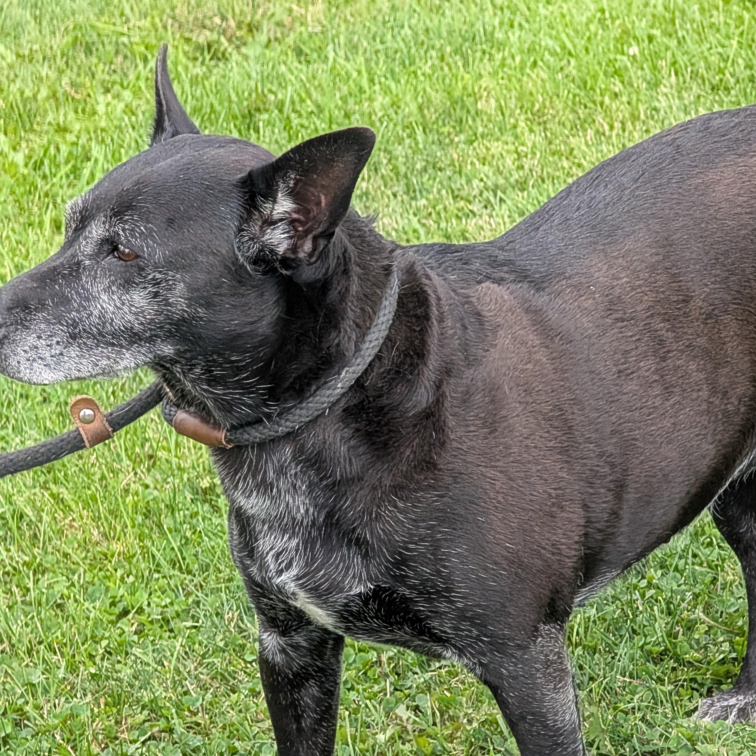 Enlarge 191547 LOOKING FOR OWNER, a ADOPTABLE mixed breed in Ravenna, OH image 3/5