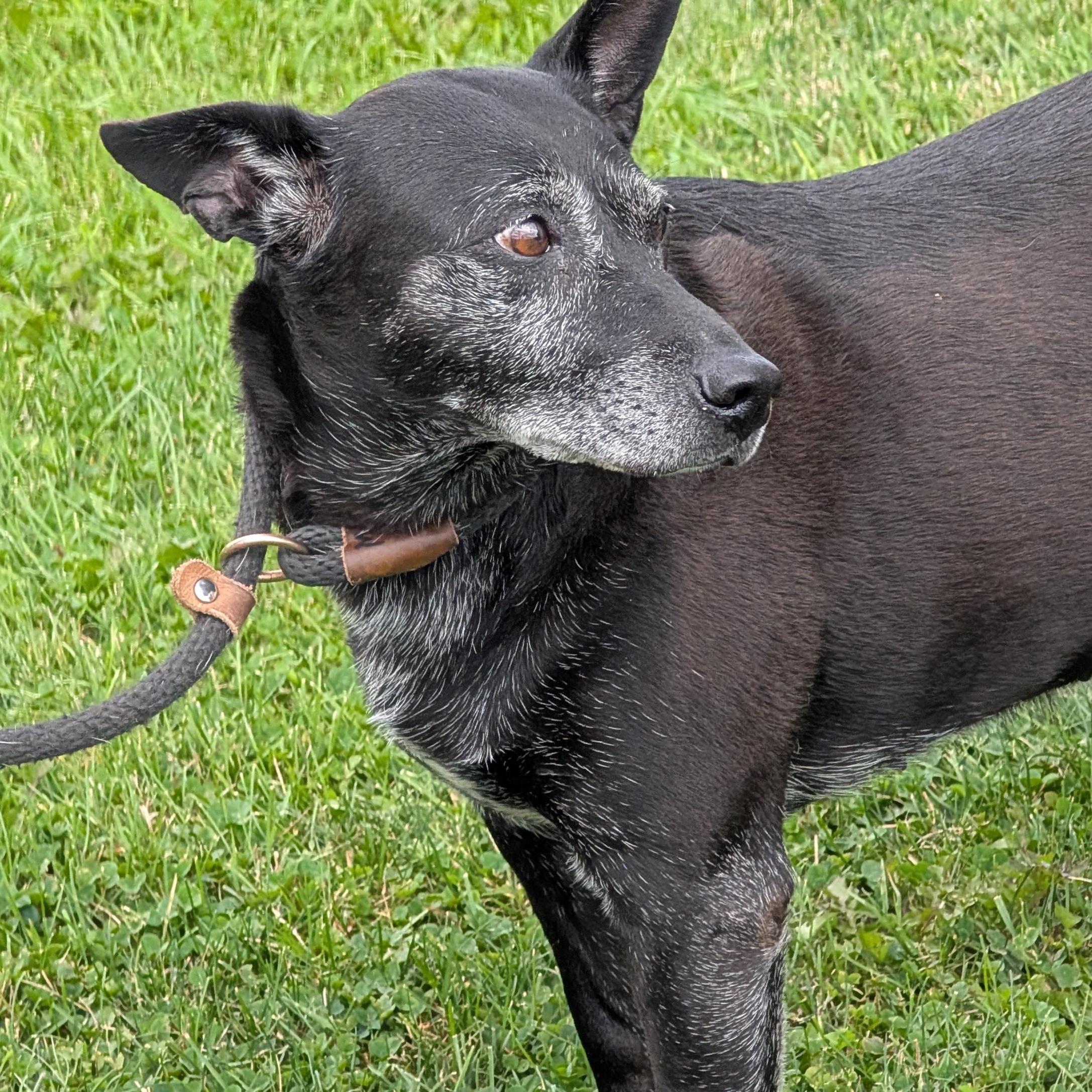 Enlarge 191547 LOOKING FOR OWNER, a ADOPTABLE mixed breed in Ravenna, OH image 2/5
