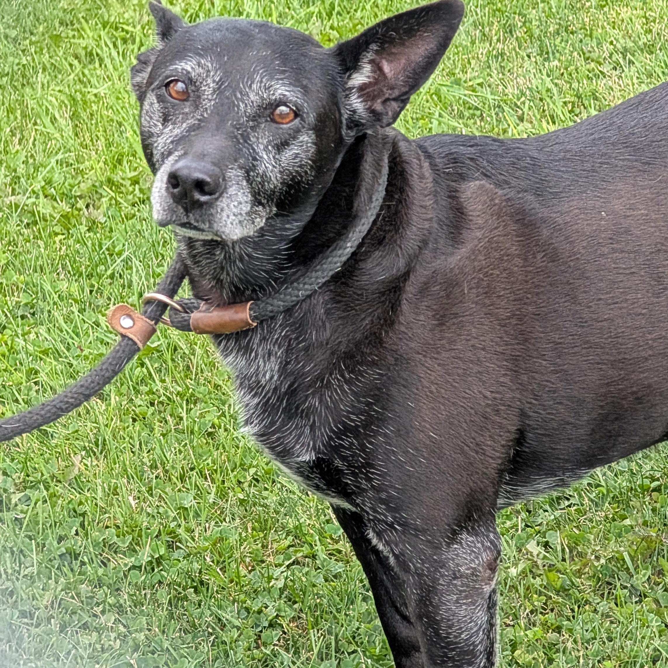191547 LOOKING FOR OWNER, ADOPTABLE, Adult Female Terrier.
