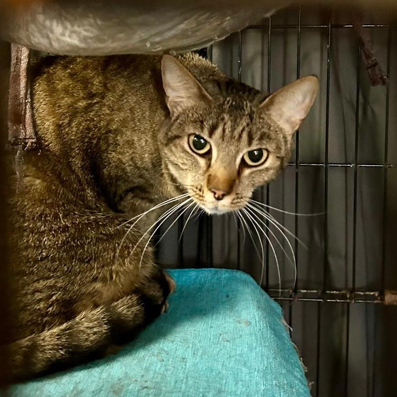 Julie_2, Adoptable, Adult Female Domestic Short Hair.