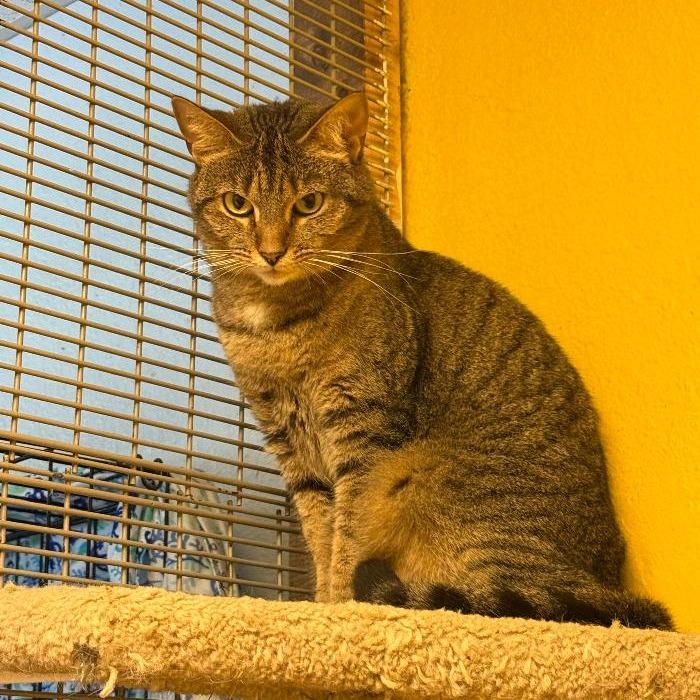 Enlarge Julie 2, a Adoptable Domestic Short Hair in North Myrtle Beach, SC image 2/2
