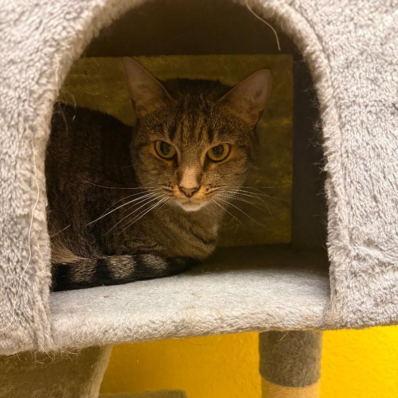 Enlarge Julie 2, a Adoptable Domestic Short Hair in North Myrtle Beach, SC image 2/2