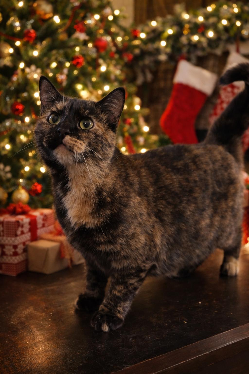 Enlarge Martha, a Adoptable Calico in Crown Point, IN image 1/4