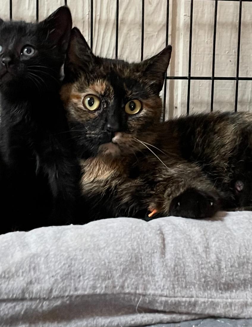 Enlarge Martha, a Adoptable Calico in Crown Point, IN image 3/4