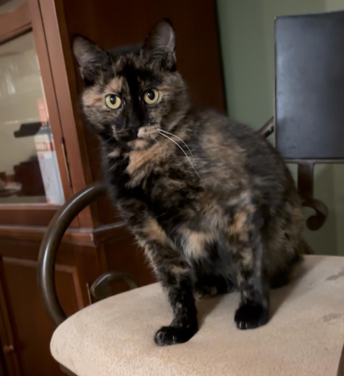 Martha, Adoptable, Adult Female Calico.
