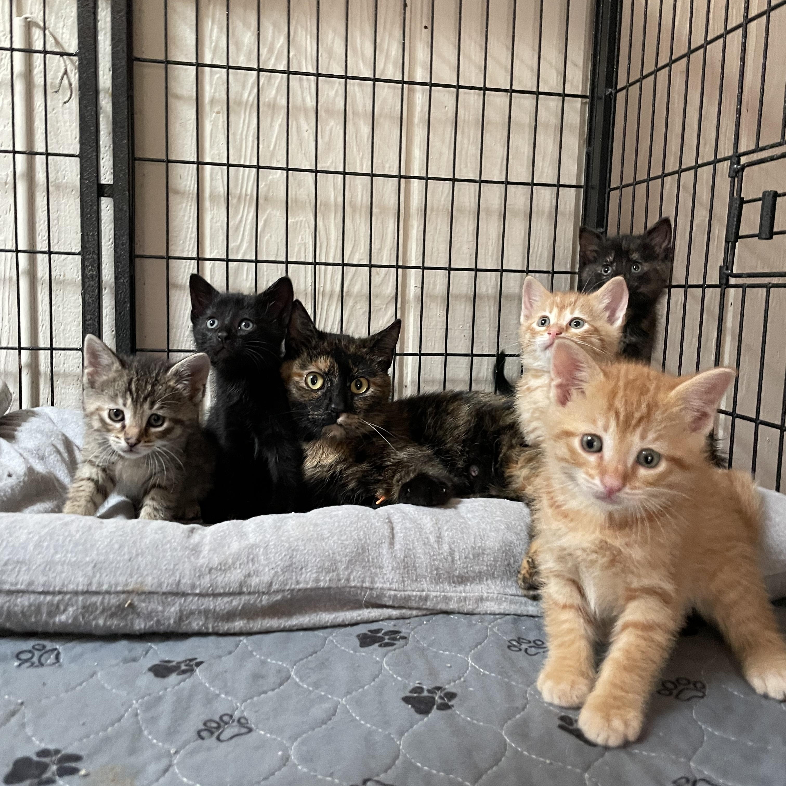 Enlarge Martha, a Adoptable Calico in Crown Point, IN image 4/4