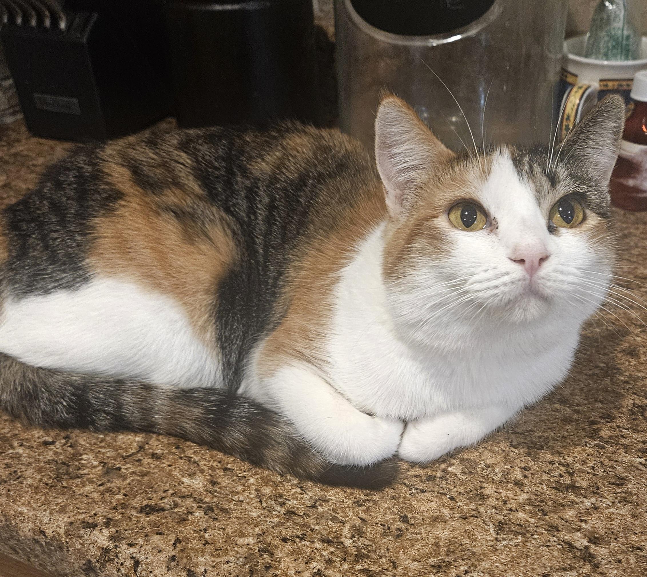 Pebbles , a ADOPTABLE Domestic Short Hair in Youngtown, AZ image 2/2