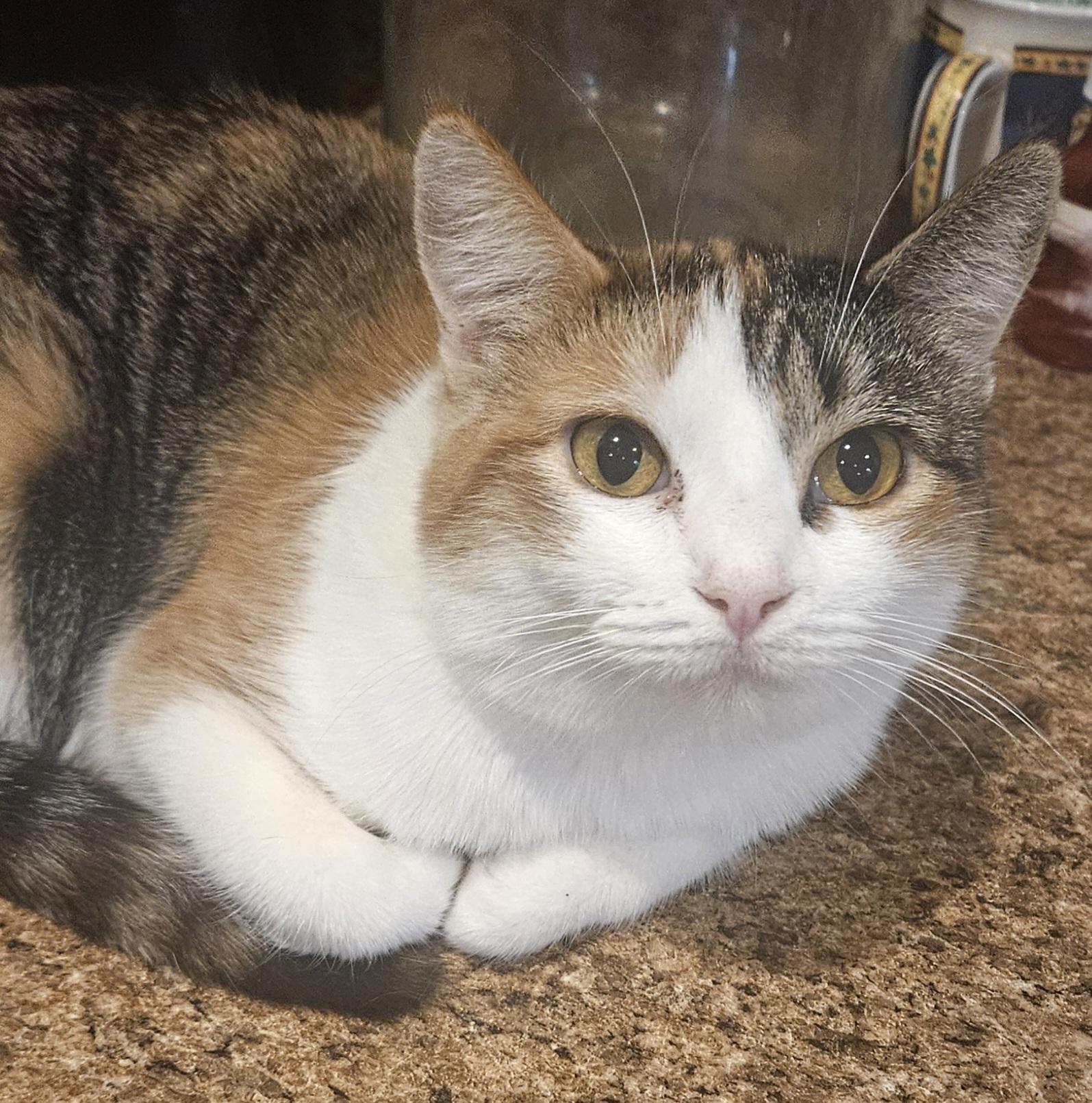 Pebbles , a ADOPTABLE Domestic Short Hair in Youngtown, AZ image 1/2